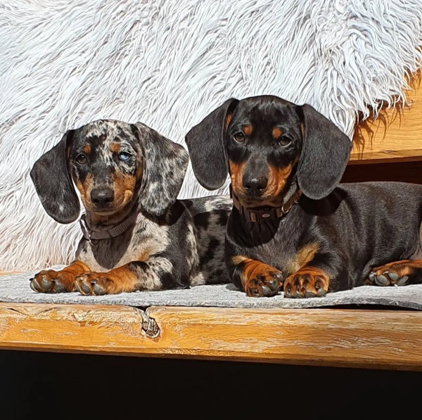 Lady und Sherlock bei Alpenglut