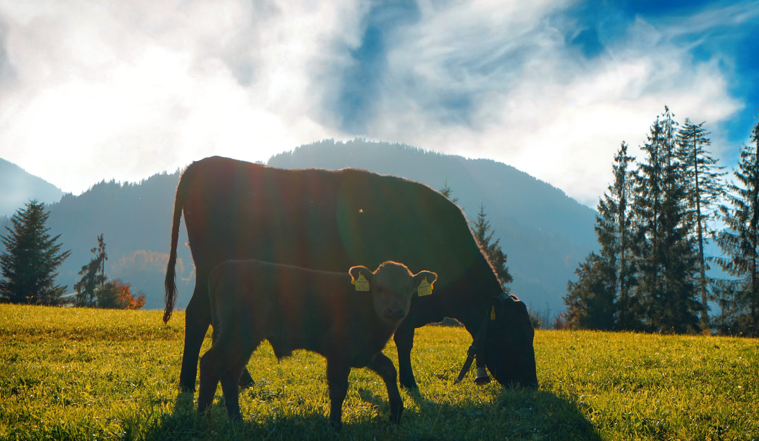 Kaiser Wagyu Impression 1
