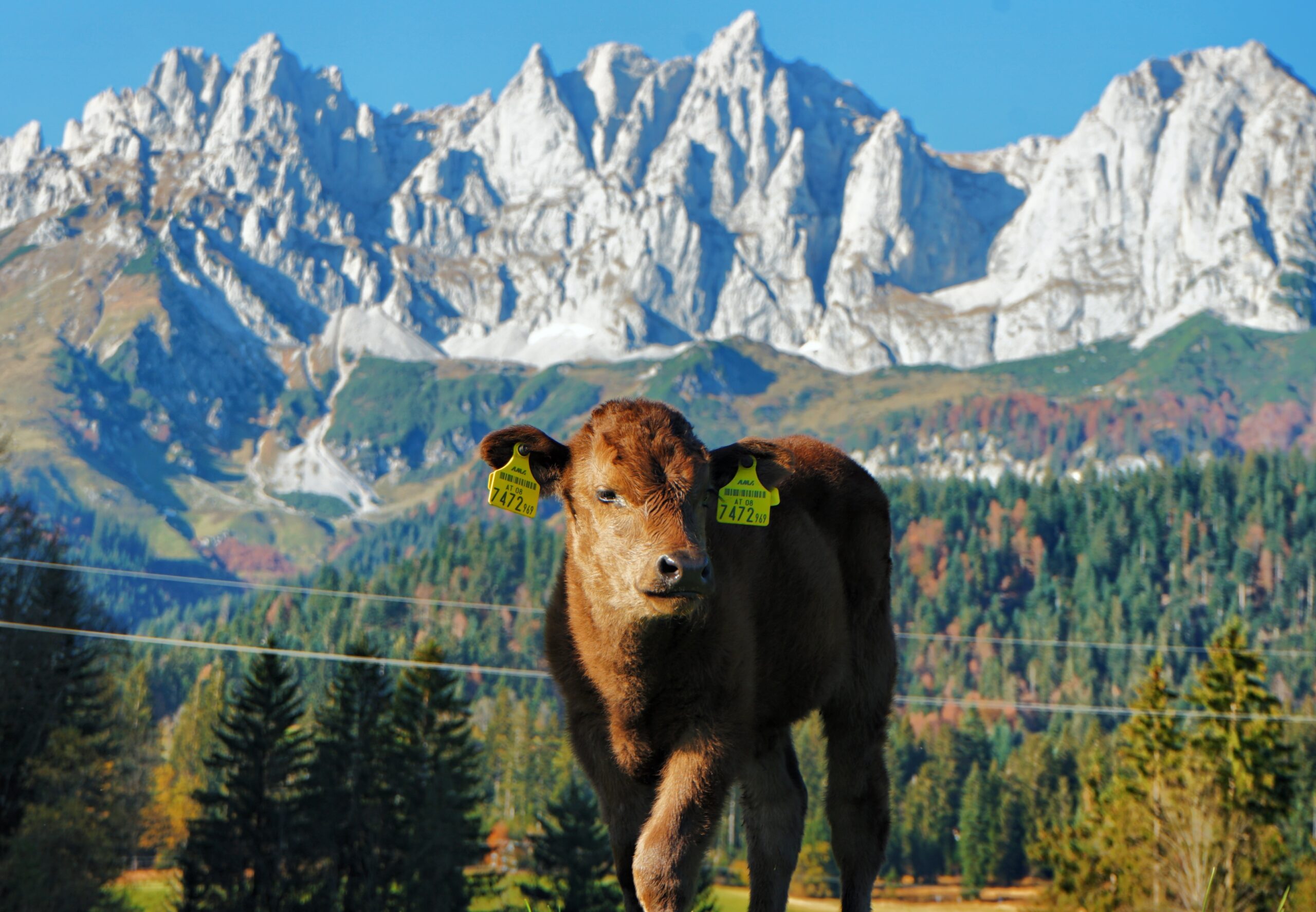 Kaiser Wagyu Impression 2