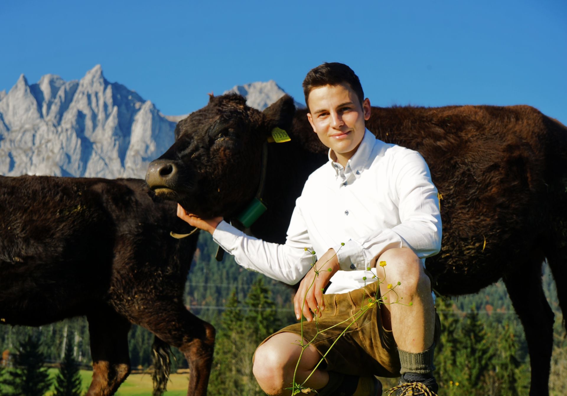 Lady und Sherlock bei Alpenglut